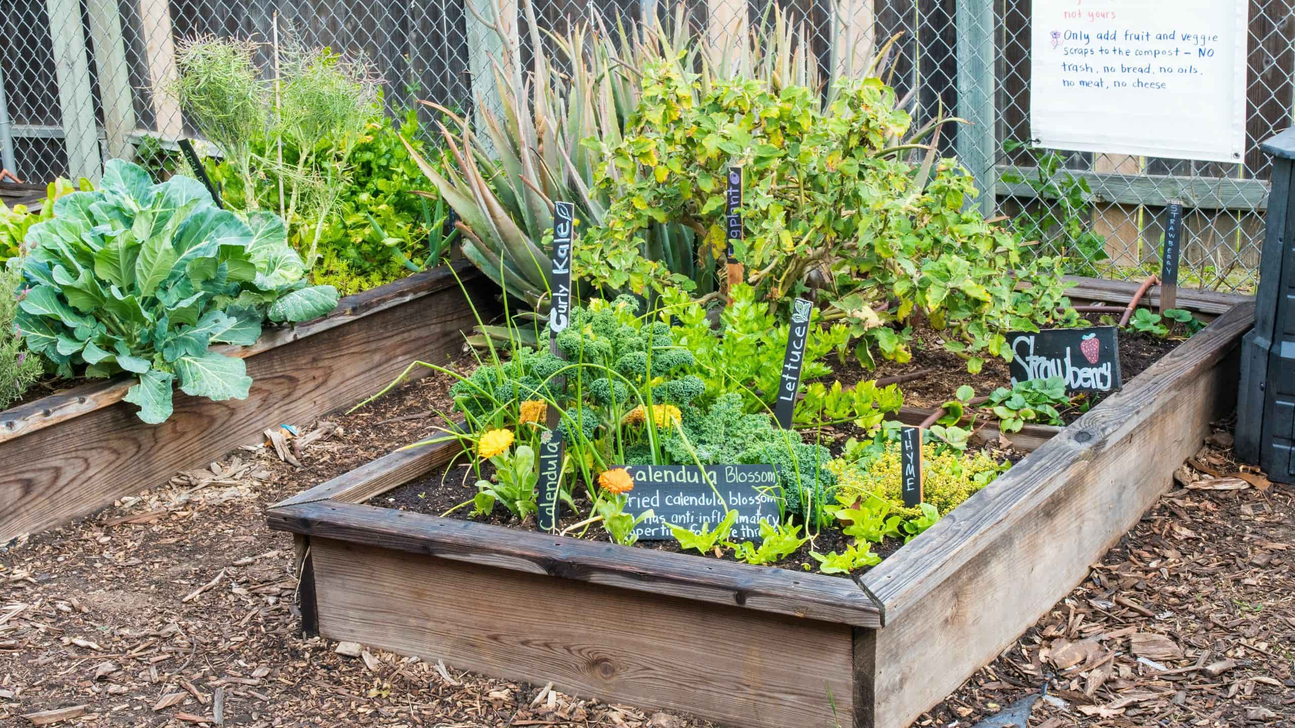 Whole Kids Foundation School Gardens Shown To Help Kids Make 